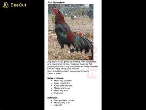 condition vitamins sa manok panabong|Iba’t ibang uri ng manok na panabong .